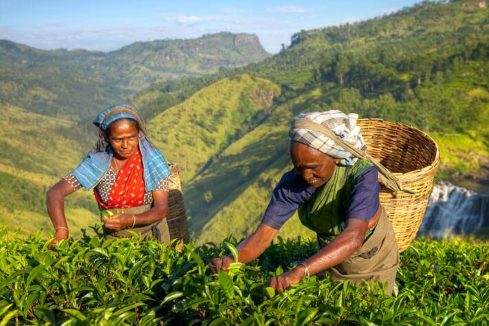 Sri Lanka Rundreise Teeplantage